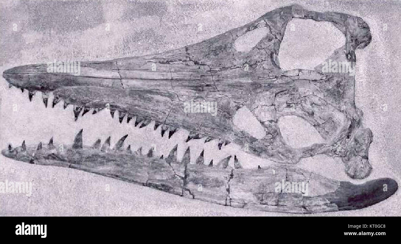Brachauchenius was a genus of large marine reptiles that lived during the Late Cretaceous period. These creatures were part of the plesiosaur family and were known for their long necks and large bodies. Stock Photo