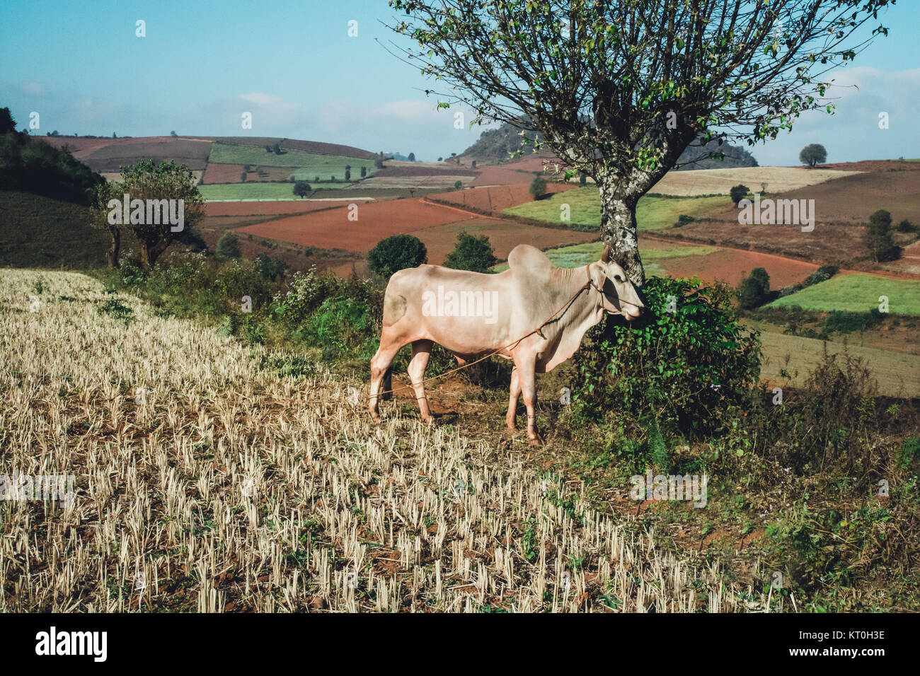 A large domestic bull amongst the farms of rural Myanmar (Burma) Stock Photo