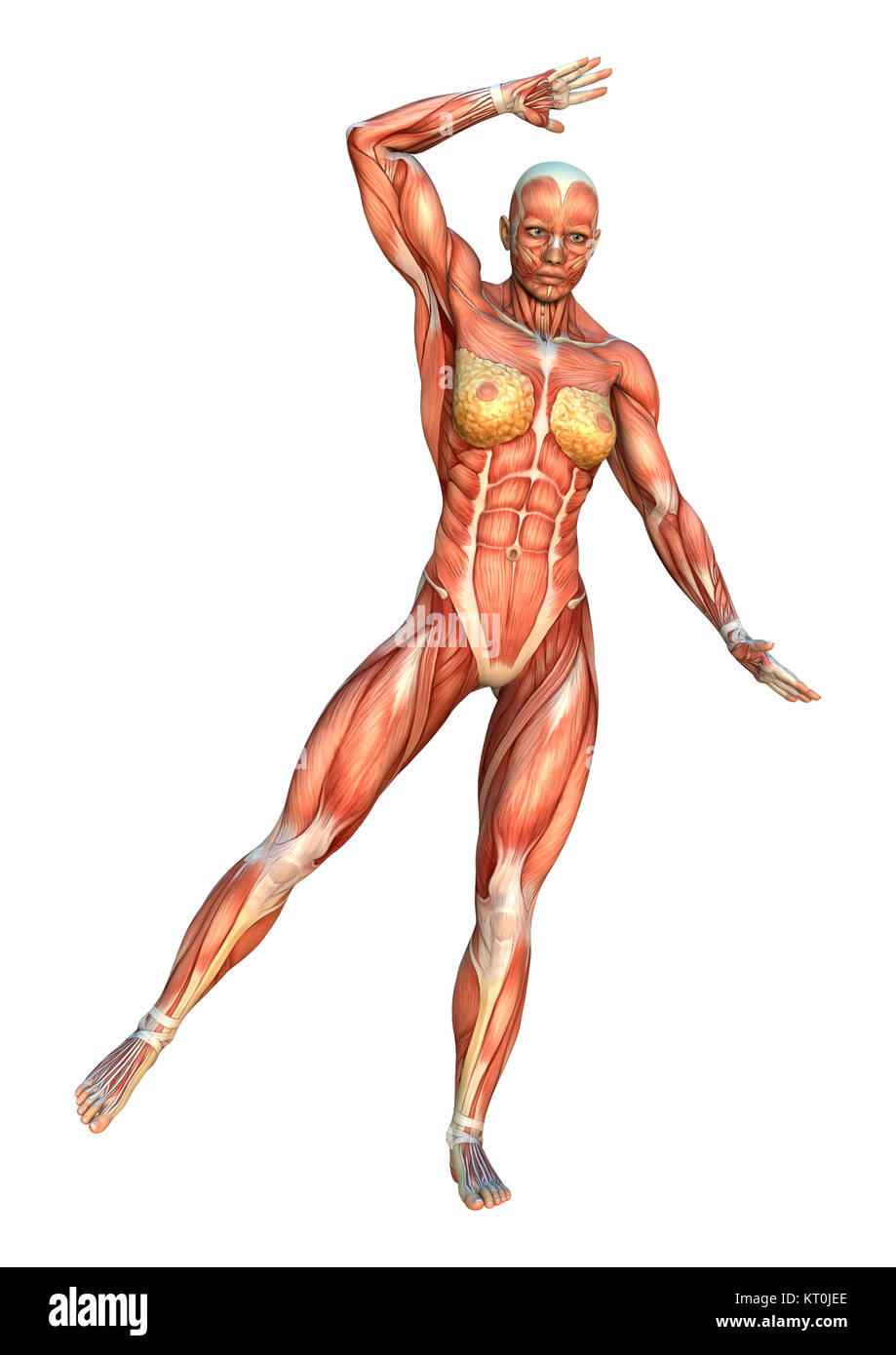 3D Rendering Muscle Maps Stock Photo