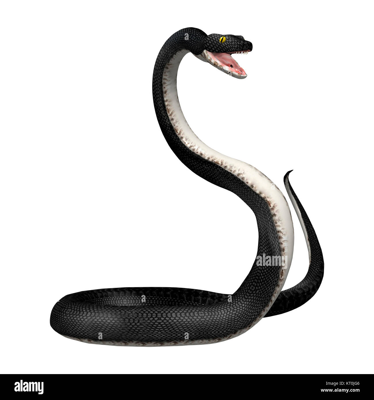 3D Rendering Southern Black Racer on White Stock Photo