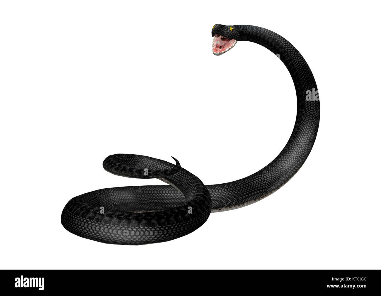 3D Rendering Southern Black Racer on White Stock Photo