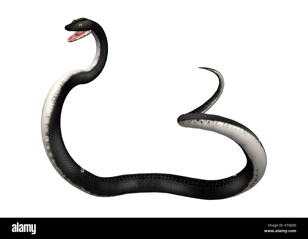 3D Rendering Southern Black Racer on White Stock Photo