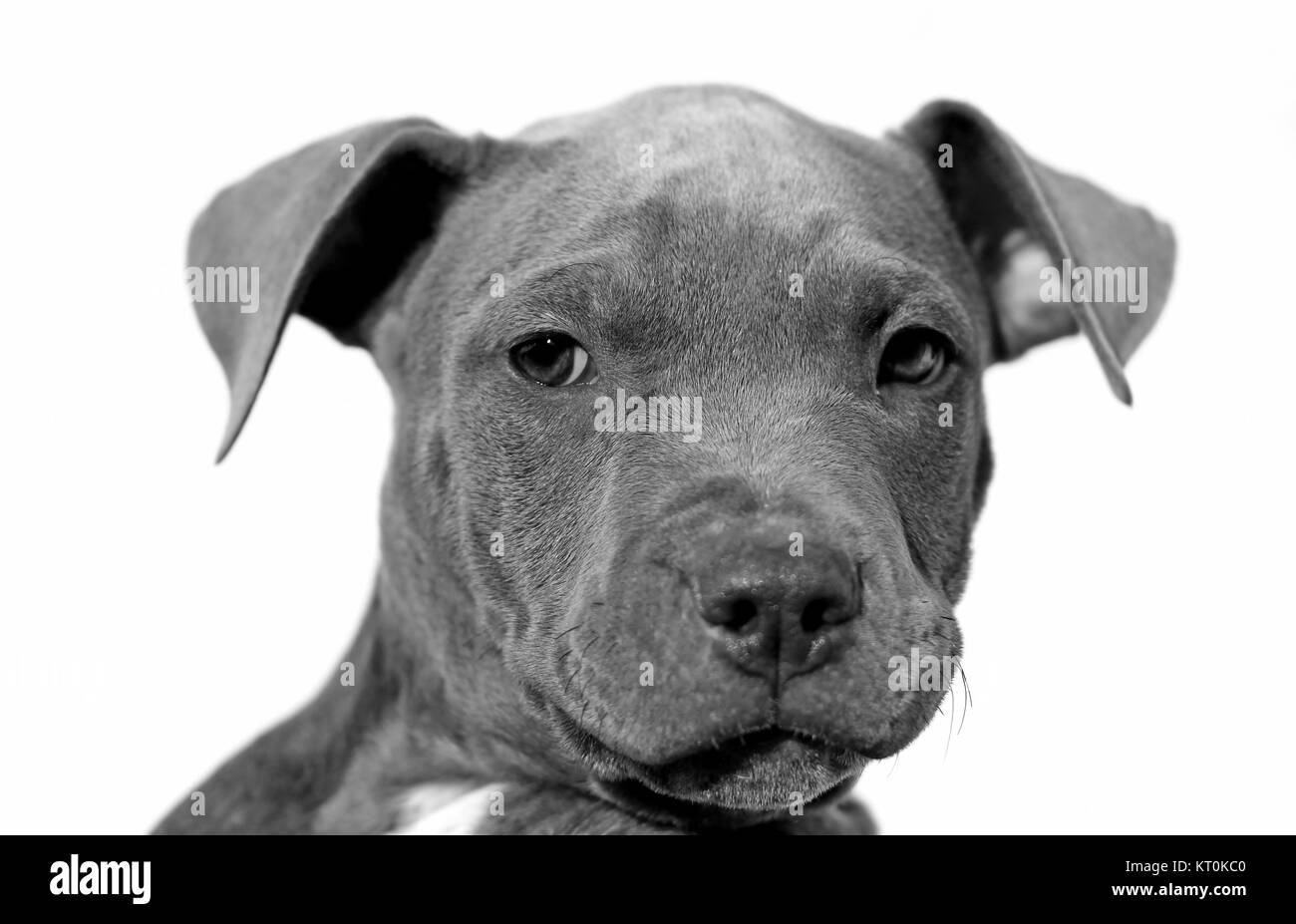 Amstaff dog portrait Stock Photo