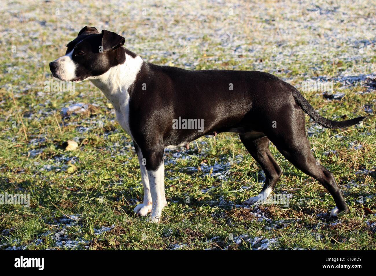 Amstaff dog stands on frozen grass Stock Photo