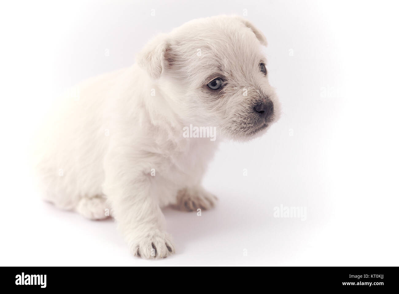 Little white puppy Stock Photo