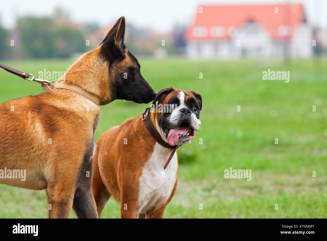 Belgian Malinois an Boxer Dog in love Stock Photo