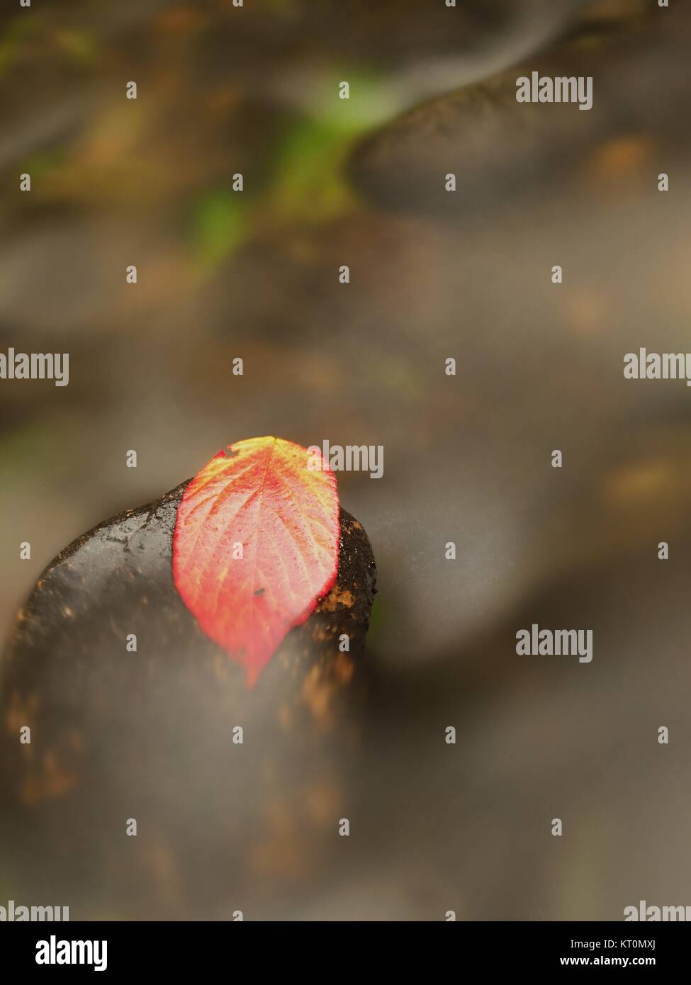 Thorny raspberry leaf caught on wet stone. A leaves trapped in the middle of a mountain stream. Stock Photo
