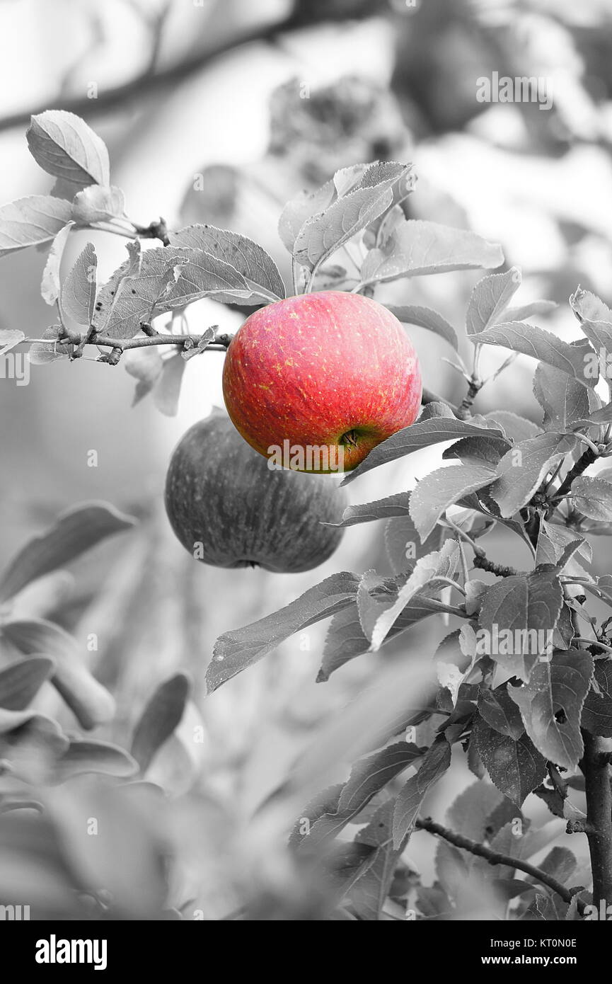 Red apple Stock Photo