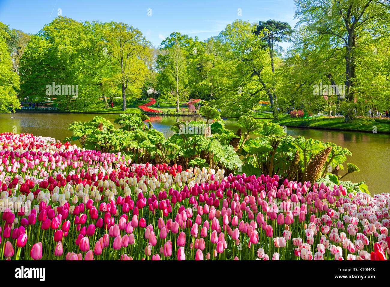 Colorful tulips in the Keukenhof garden, Holland Stock Photo - Alamy