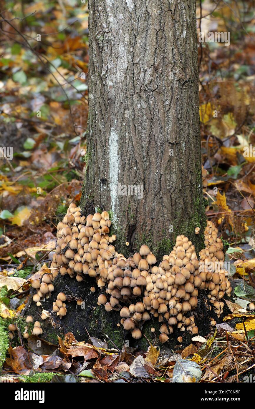 Fairy Inkcap, Coprinellus disseminatus, wild mushroom from Finland Stock Photo