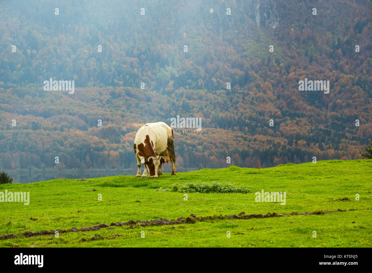Cows grazing in alpine meadows Stock Photo - Alamy