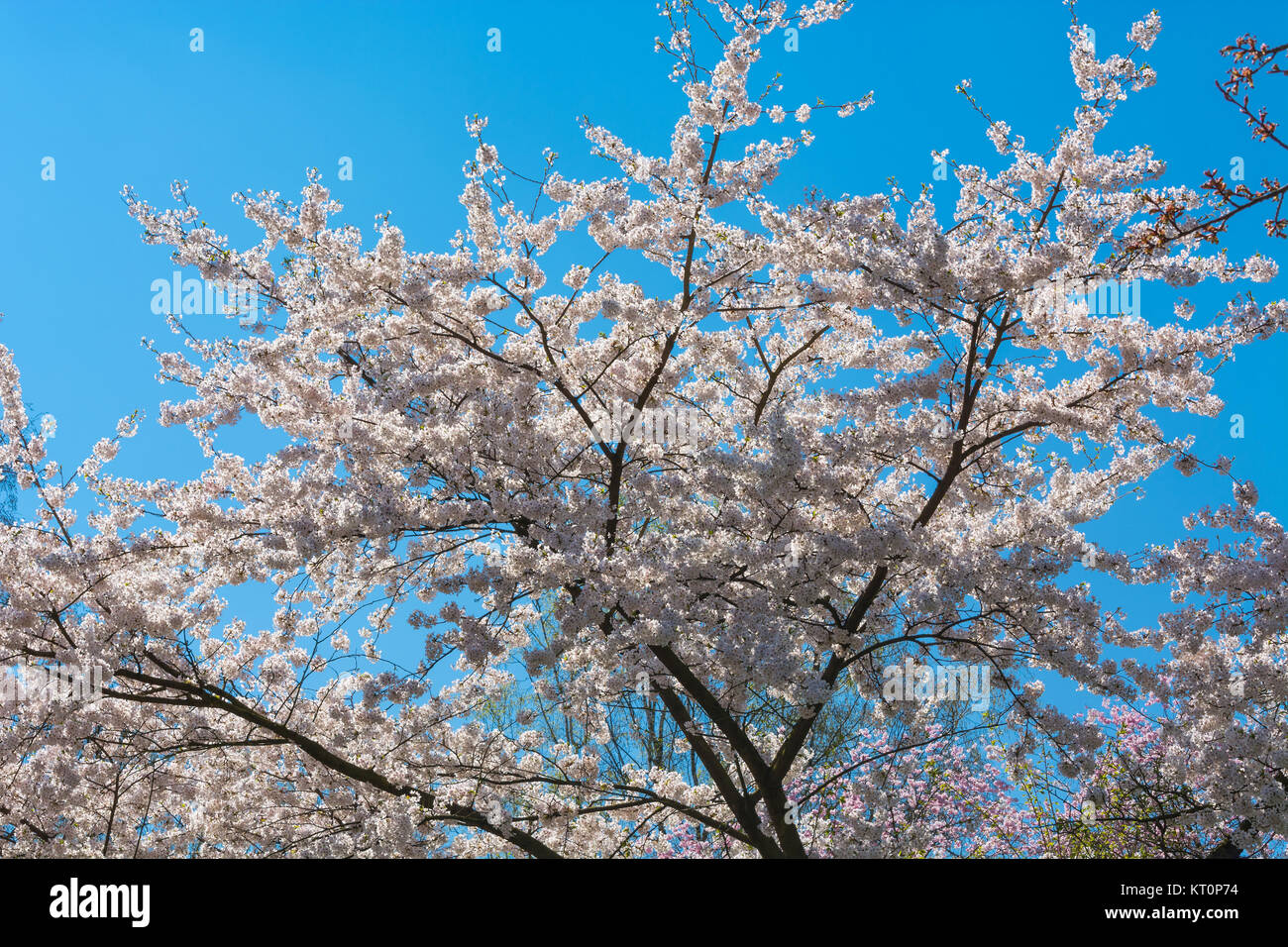 pink tree blossoms in spring Stock Photo
