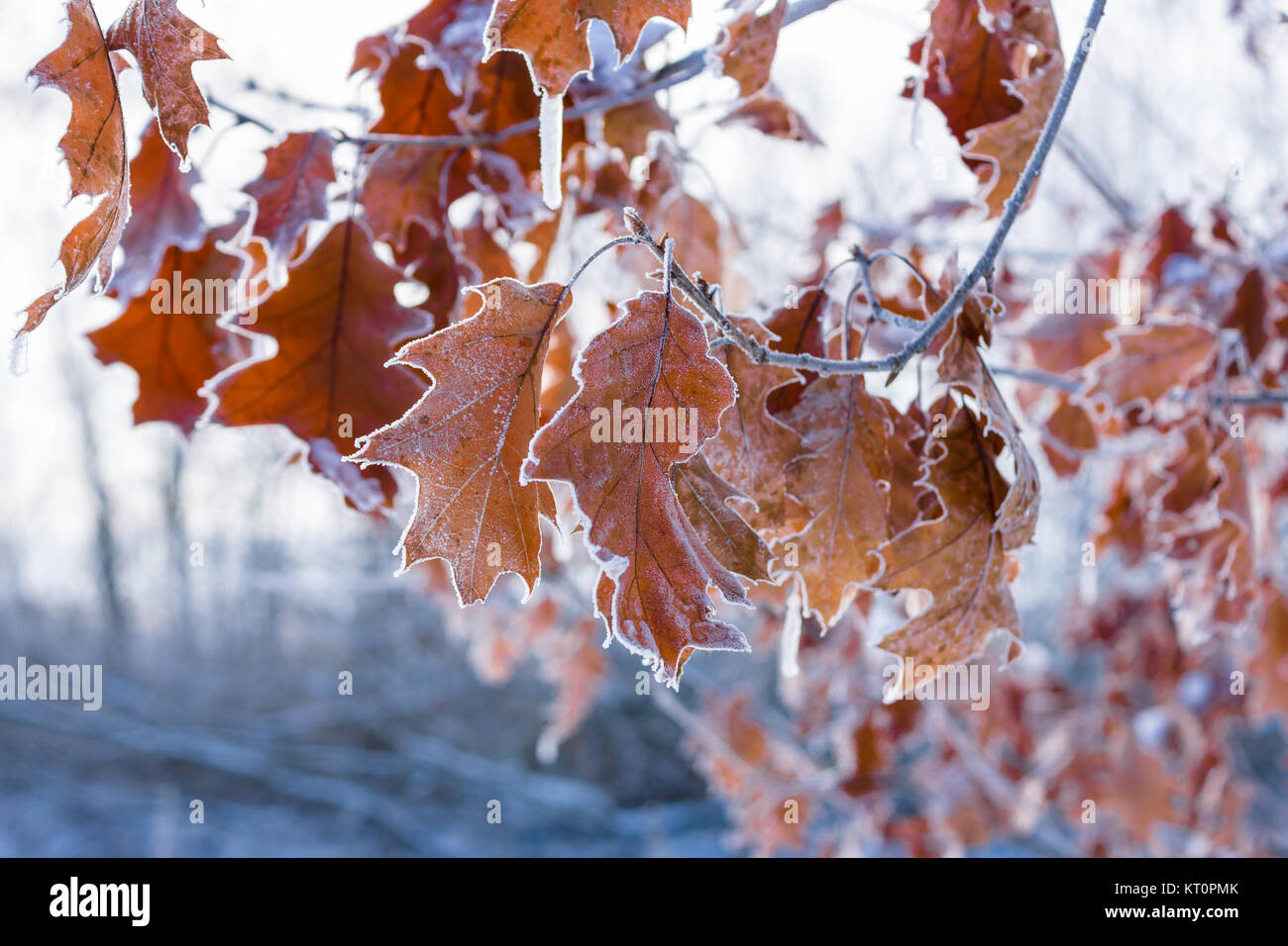 Frosted leaves, closeup Stock Photo Alamy