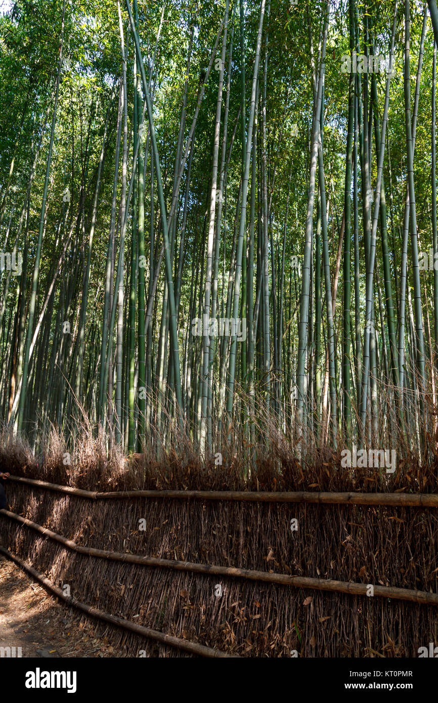 A path in a bamboo forest in a park in sichuan china