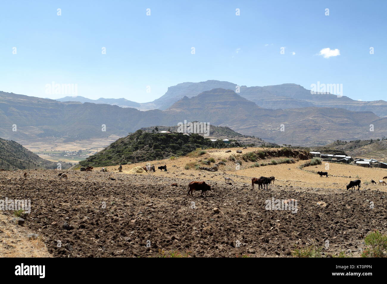 cereal harvest in ethiopia Stock Photo Alamy
