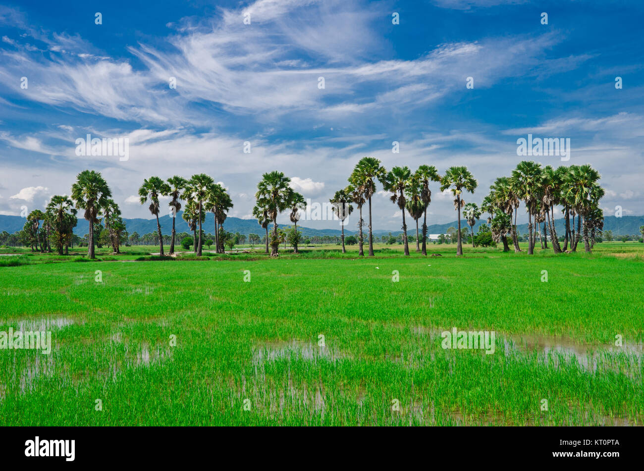 Palm rice sky background beautiful environment Stock Photo - Alamy