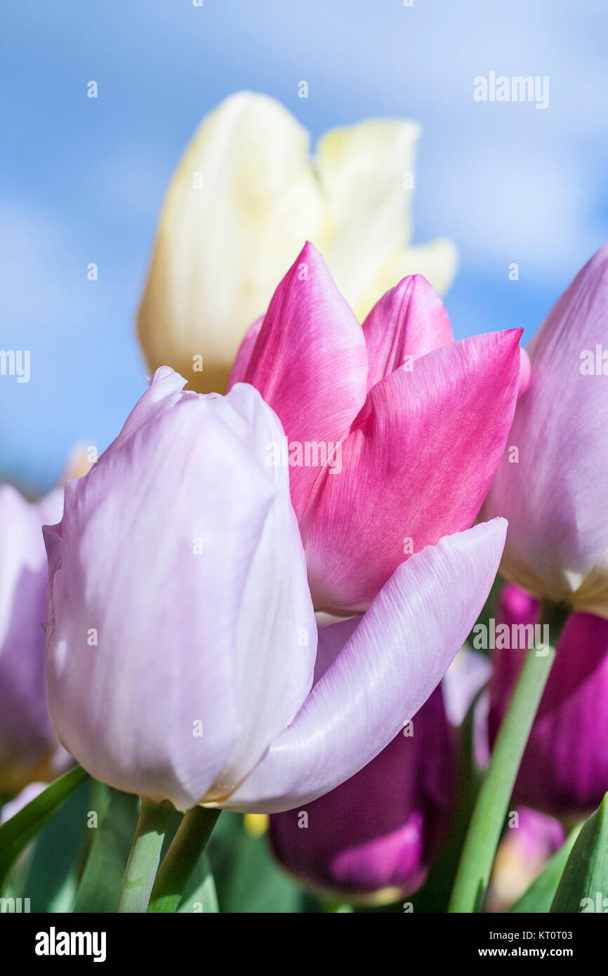 Pastel coloured tulips Stock Photo Alamy