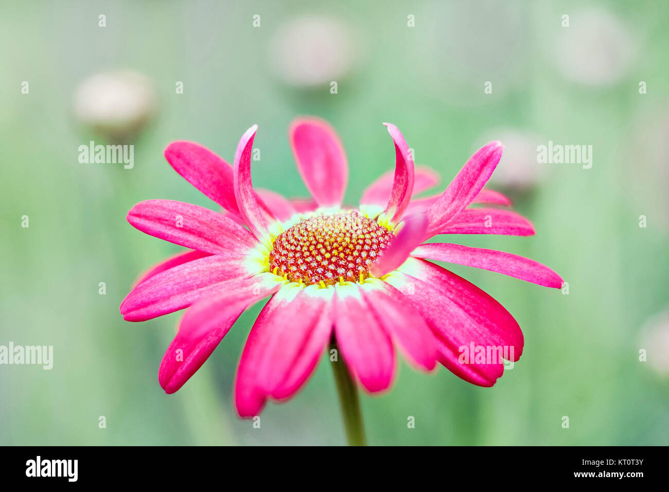 Pink Marguerite Daisy  Argyranthemum frutescens Molimba 'Watermelon' Stock Photo