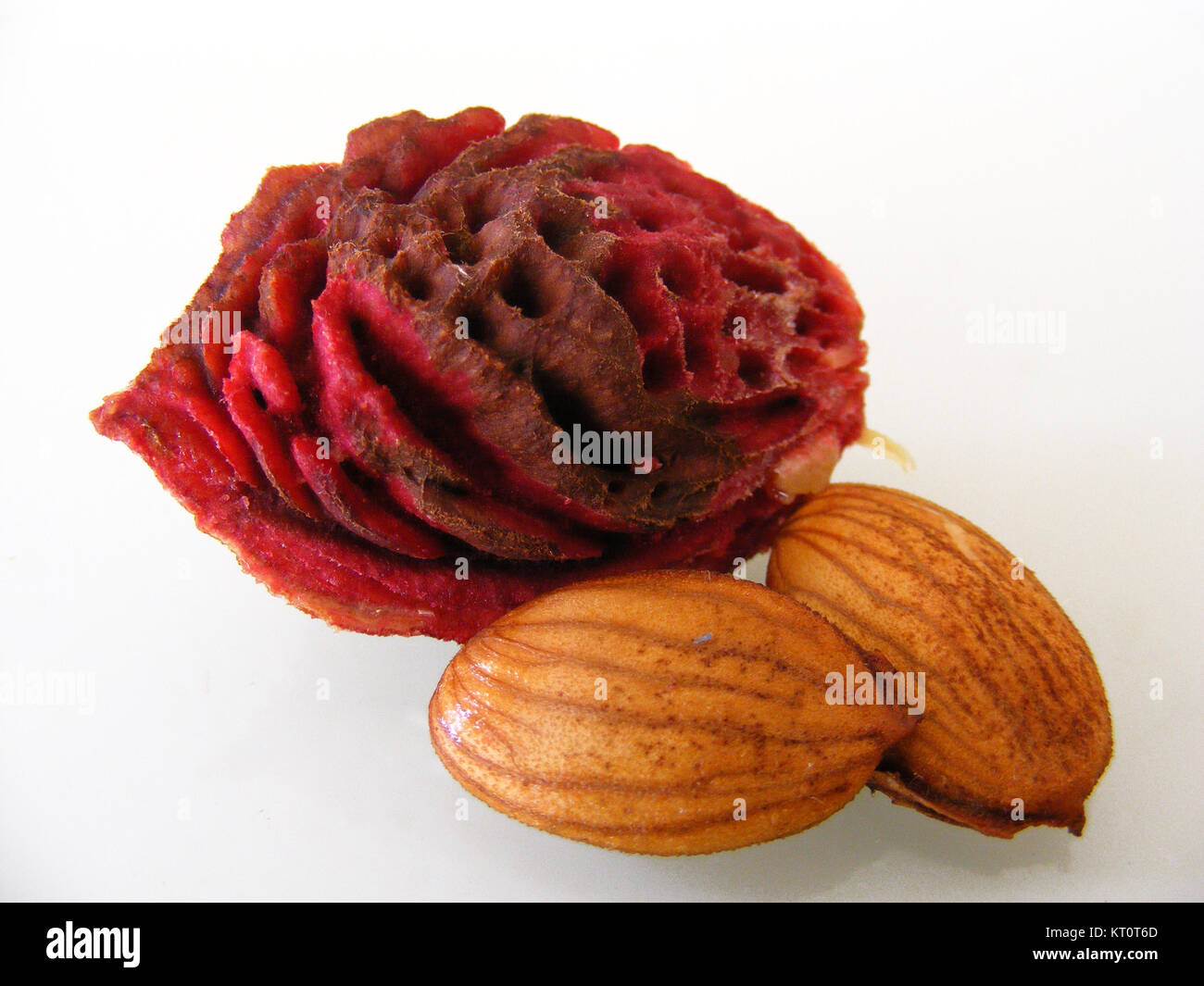 Peach and peach seeds Stock Photo Alamy