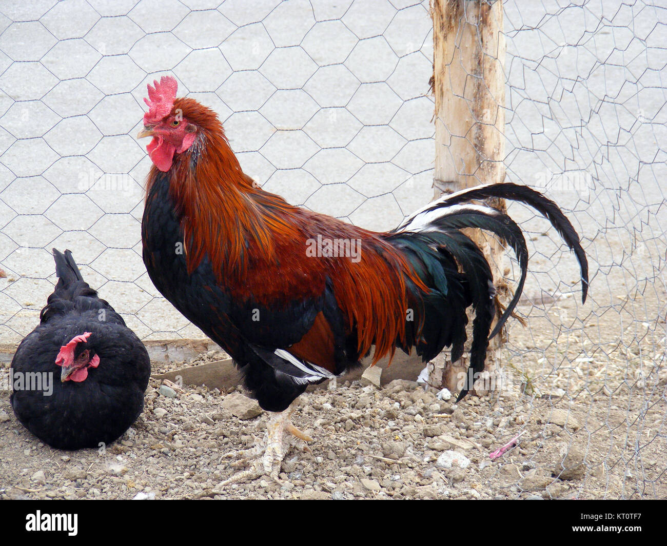 Rooster chicken and poultry Stock Photo