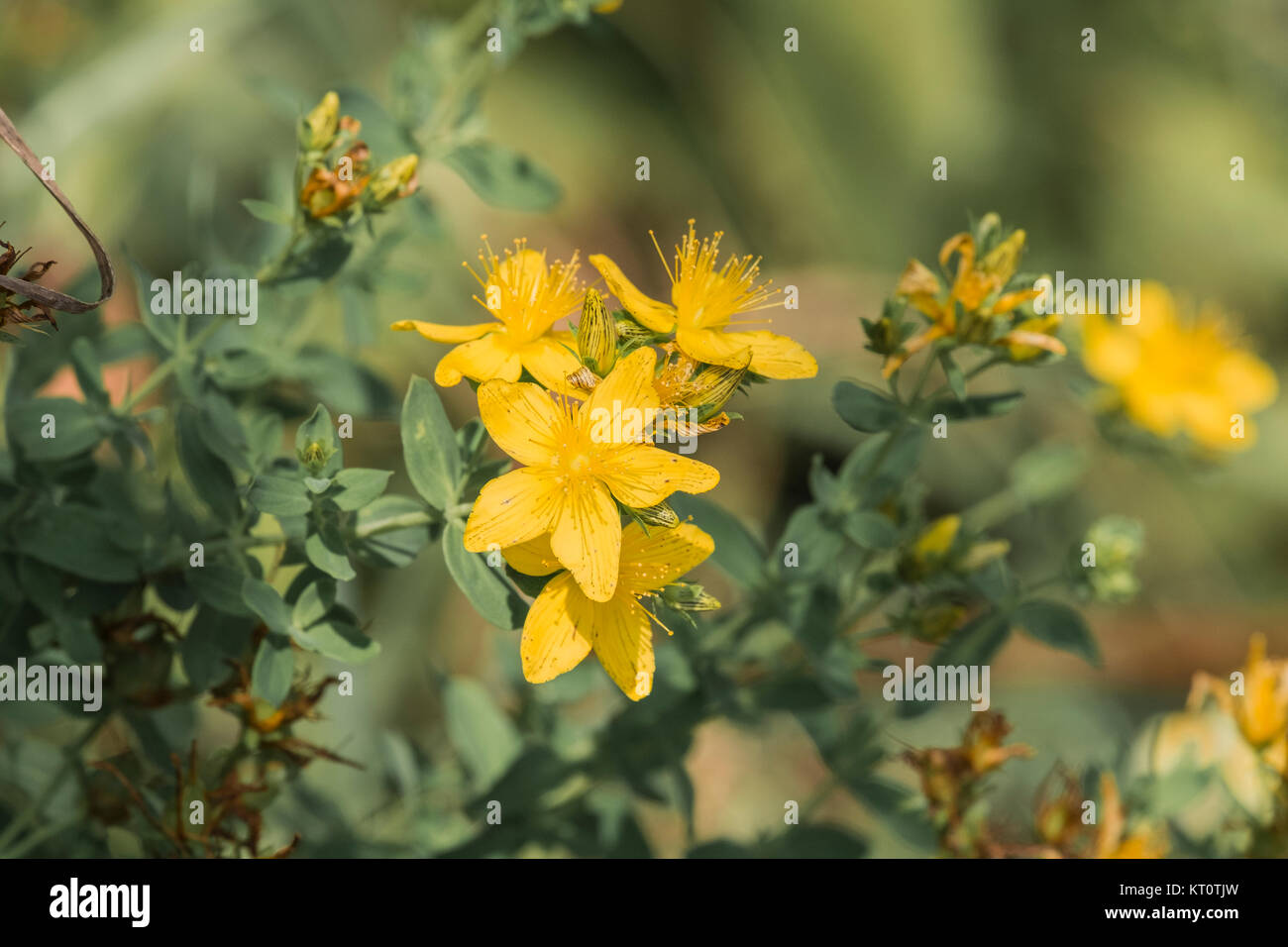 Medicinal herbs. Bright orange flowers of tutsan and a bee collecting pollen (Hypericum perforatum) Stock Photo