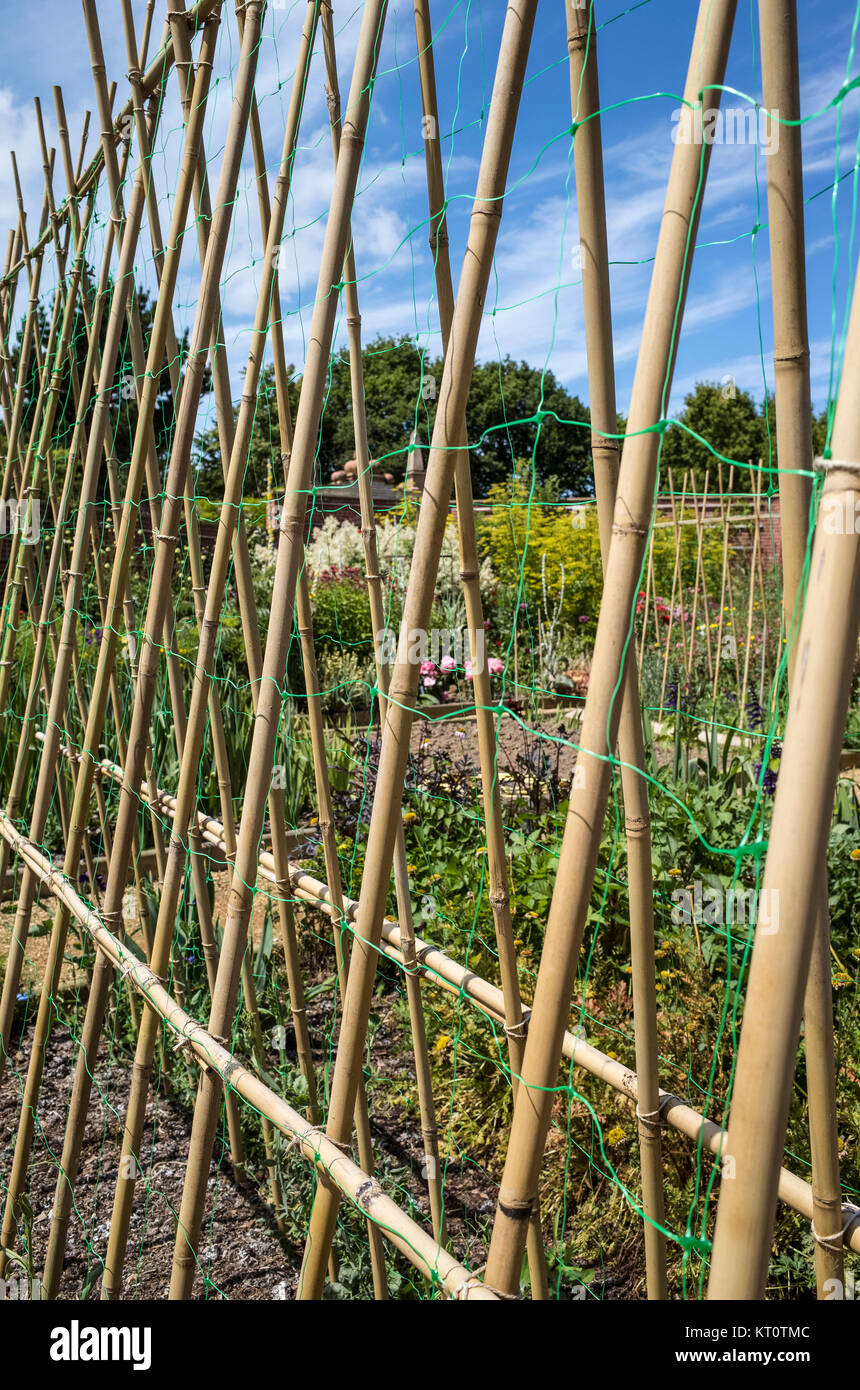 Bamboo canes and netting for growing sweet peas Stock Photo