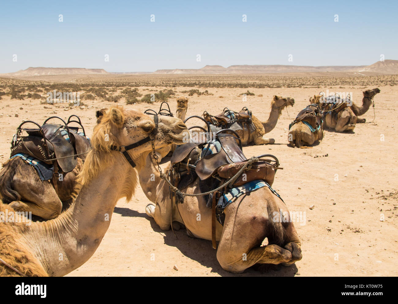 Camels resting in the Desert in the Negev, Israel Stock Photo - Alamy