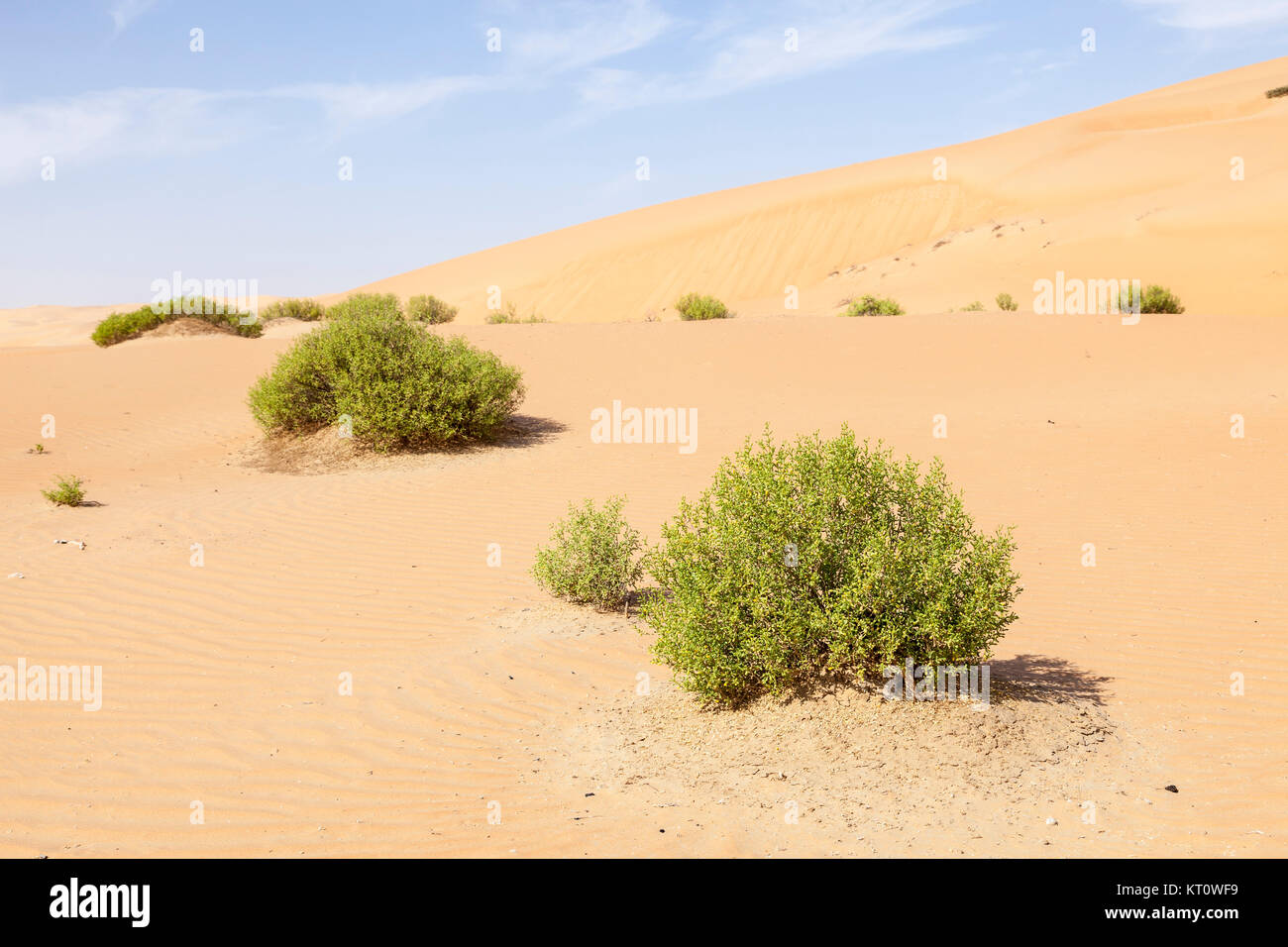 dunes in the liwa oasis,uae Stock Photo