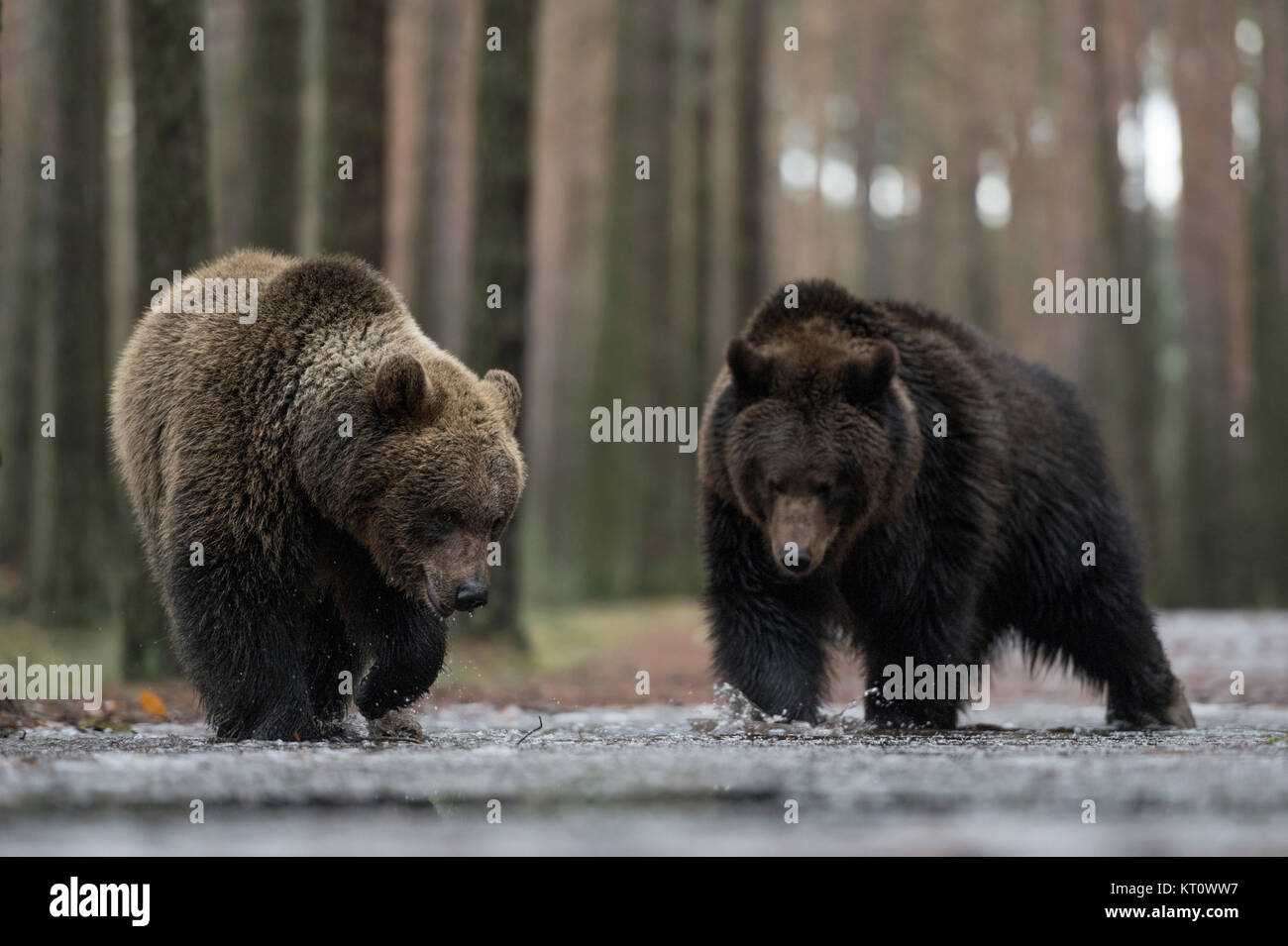 Brown Bears / Bear( Ursus arctos ) in winter, walking through shallow water of an ice covered puddle, exploring the frozen water, looks funny, Europe. Stock Photo