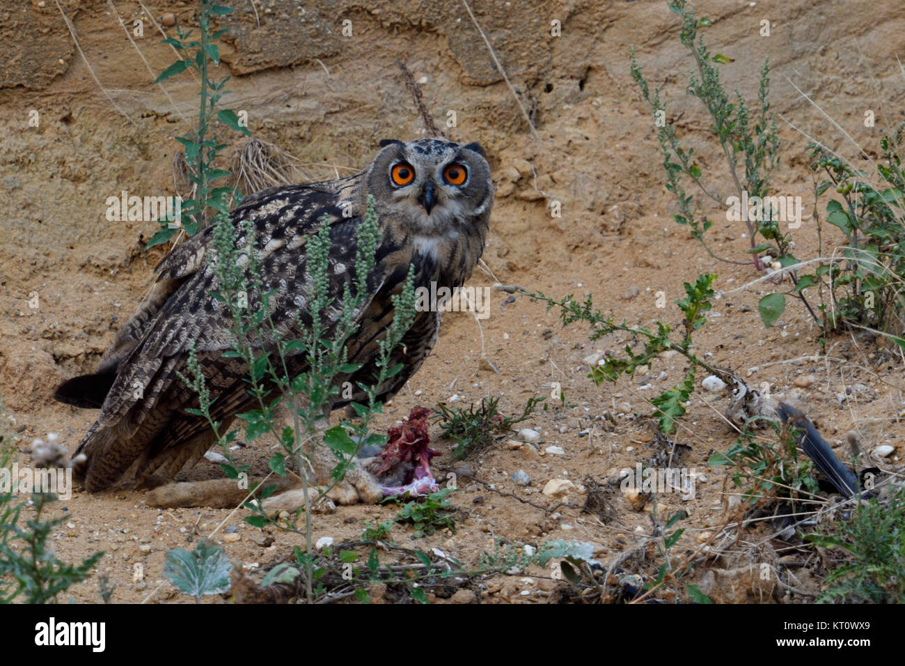 Eurasian Eagle Owl / Uhu ( Bubo bubo ), perched in the slope of a sand pit, holding a piece of prey in its talons, watching directly, wildlife, Europe Stock Photo