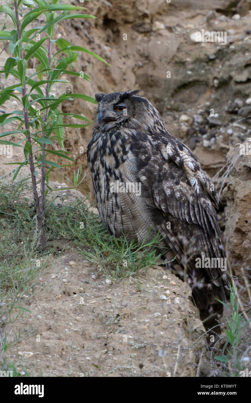 Eurasian Eagle Owl / Uhu ( Bubo bubo ), adult bird, resting at the edge of a natural drainage channel in a gravel pit, calling, wildlife, Europe. Stock Photo
