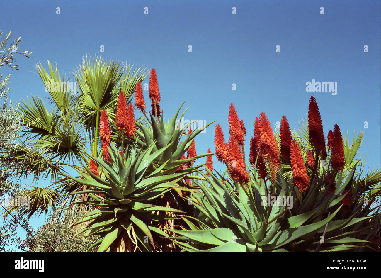Aloes and fan palms, Seppeltsfield, Barossa Valley, South Australia Stock Photo