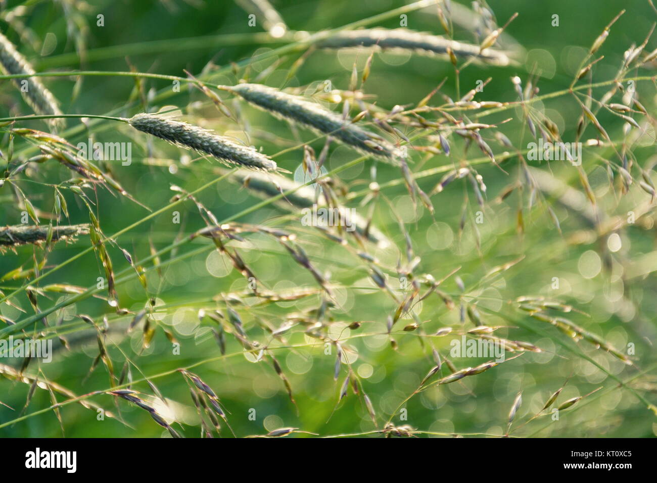 Filtered green grass after rain, healthy lifestyle bio ecology concept Stock Photo