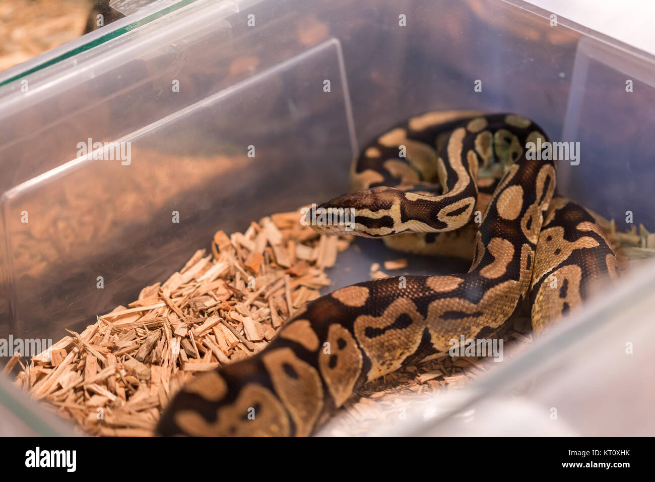 brown snake in terrarium for home decor Stock Photo Alamy