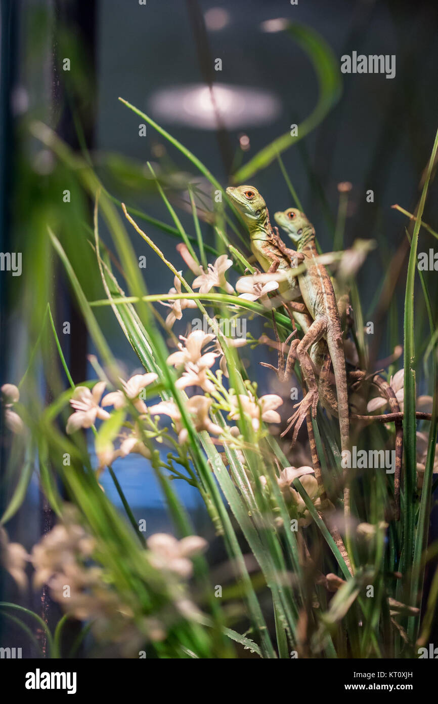 small lizard in terrarium for home decor Stock Photo - Alamy