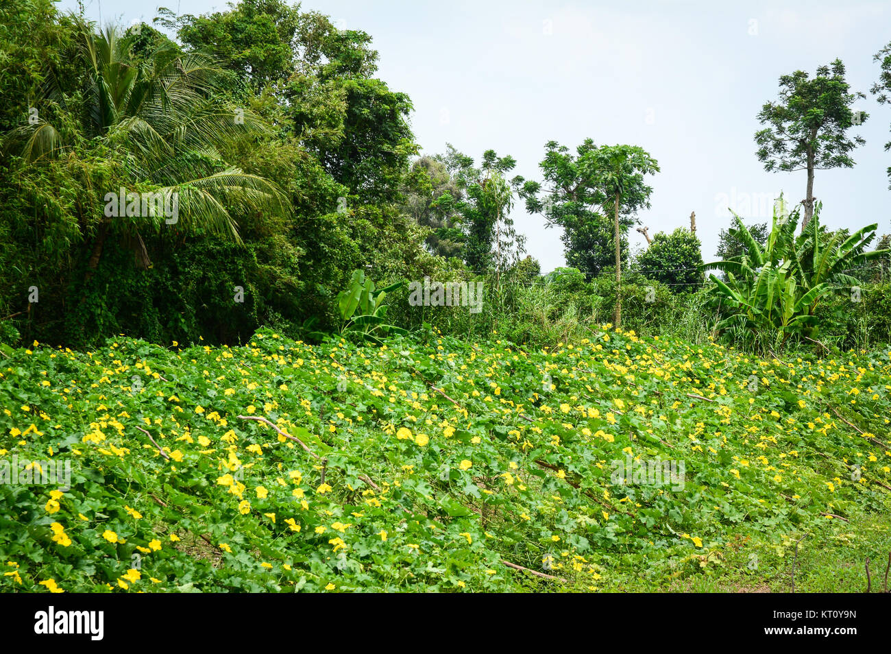 Luffa acutangula plants and flowers at plantation in Mekong Delta, Vietnam. Stock Photo