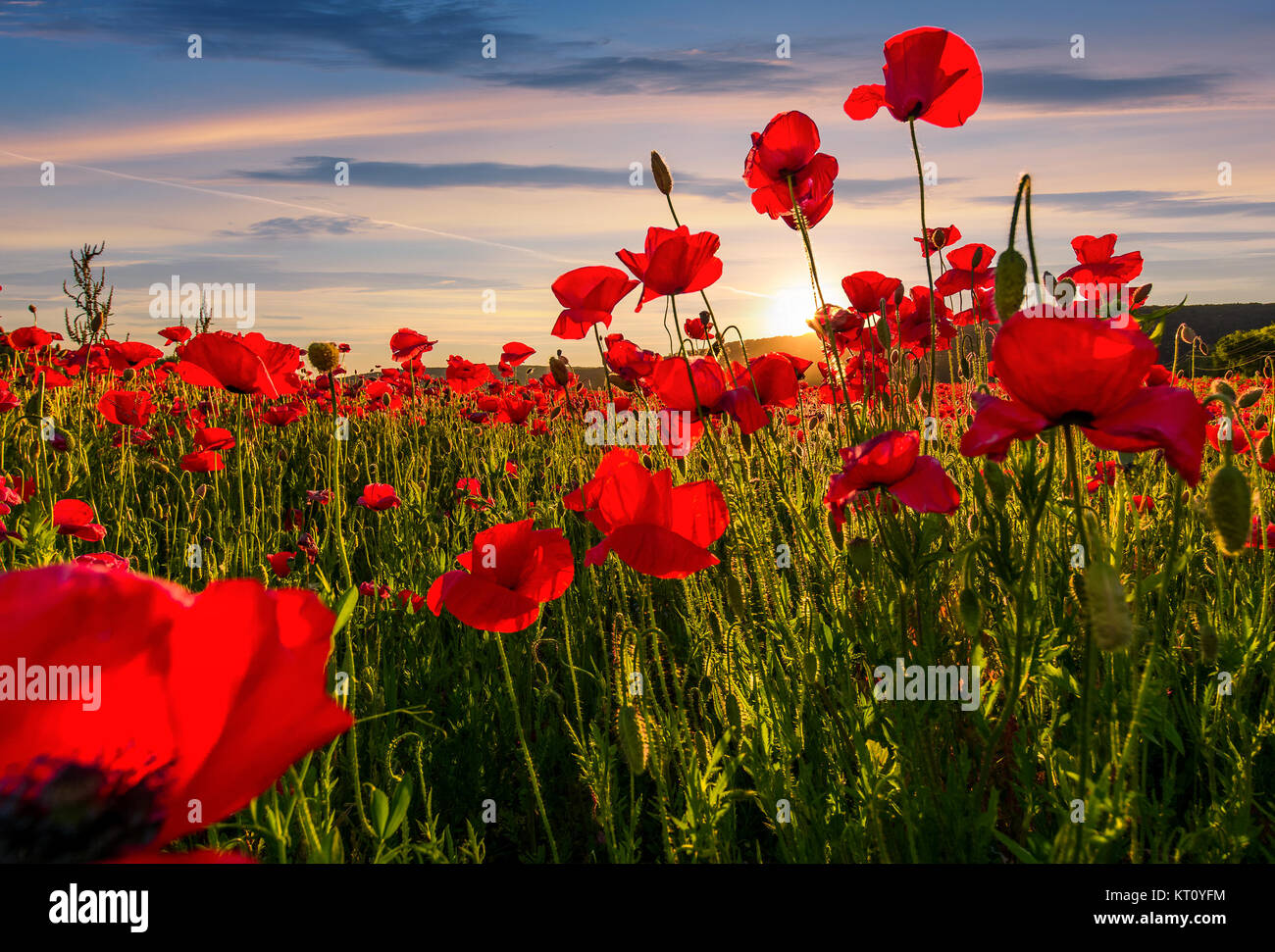 43532 Poppy HD, Summer, Nature, Red Flower, Flower - Rare Gallery HD  Wallpapers