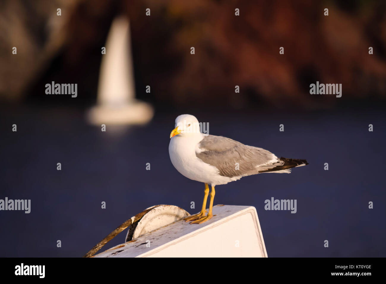 sea gull stands on a boat with a sailboat and coast in the background Stock Photo