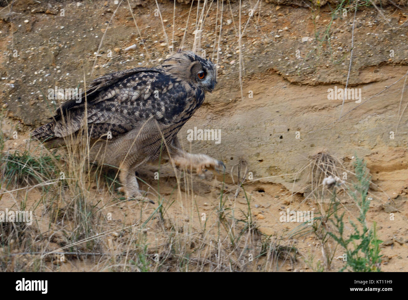Eurasian Eagle Owl / Uhu ( Bubo bubo ), grown up, walks, walking through the slope of a sand pit, exploring its surrounding, wildlife, Europe. Stock Photo