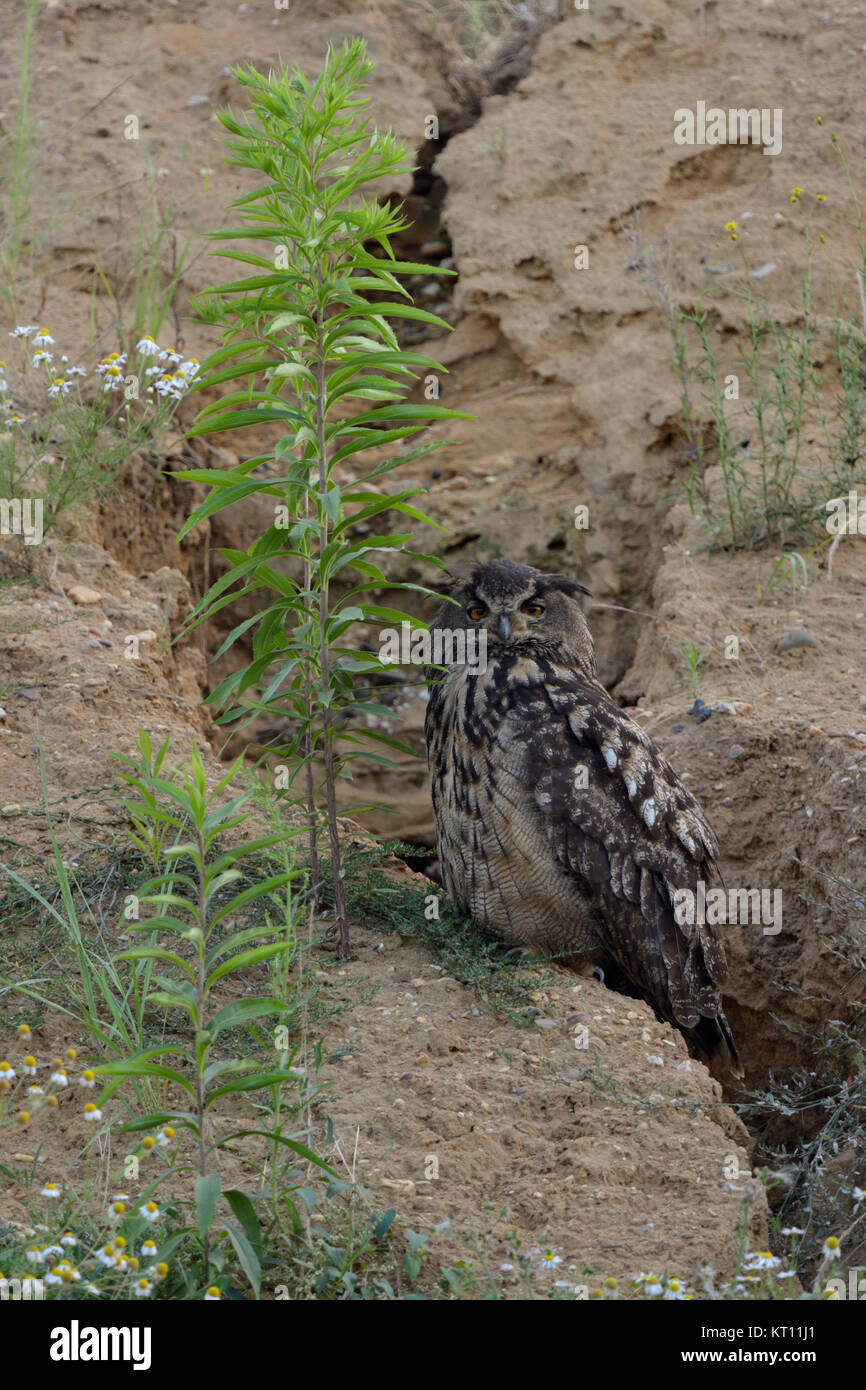 Eurasian Eagle Owl ( Bubo bubo ), adult bird, sitting next to a rain drainage channel in the slope of a gravel pit, well camouflaged, wildlife, Europe Stock Photo
