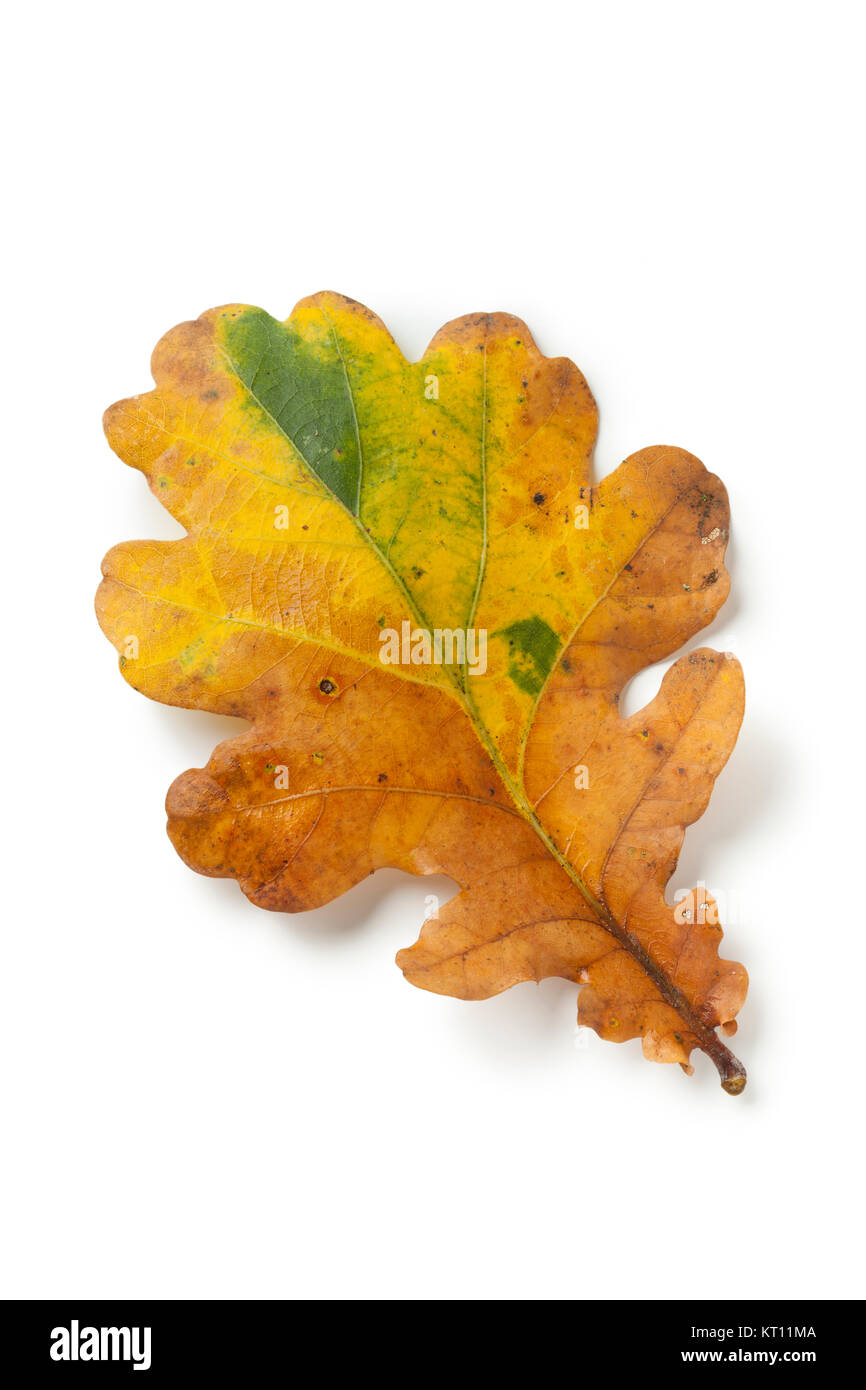 Single autumn oak leaf on white background Stock Photo