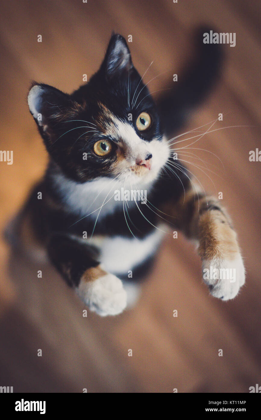 Domestic cat playing (Felis silvestris catus) Stock Photo