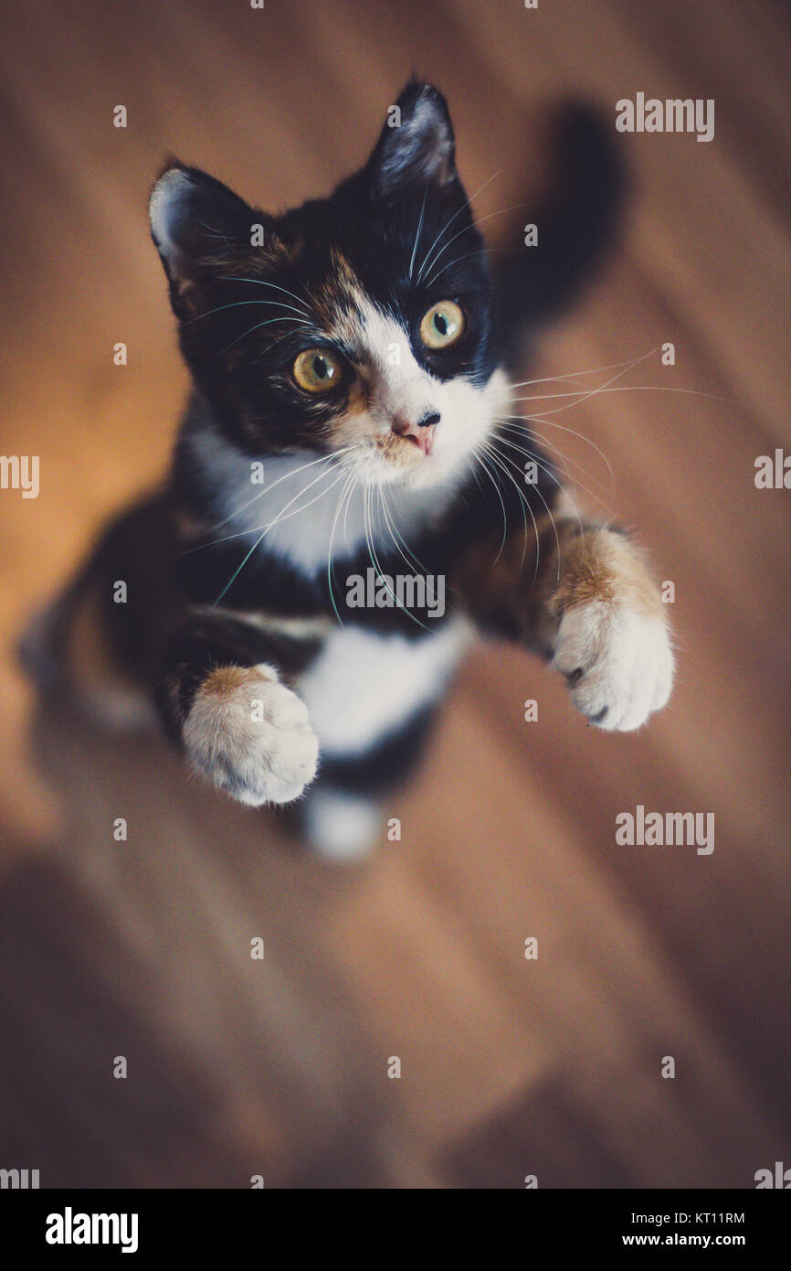 Domestic cat playing (Felis silvestris catus) Stock Photo