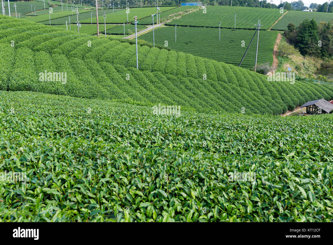 Green tea plant Stock Photo Alamy