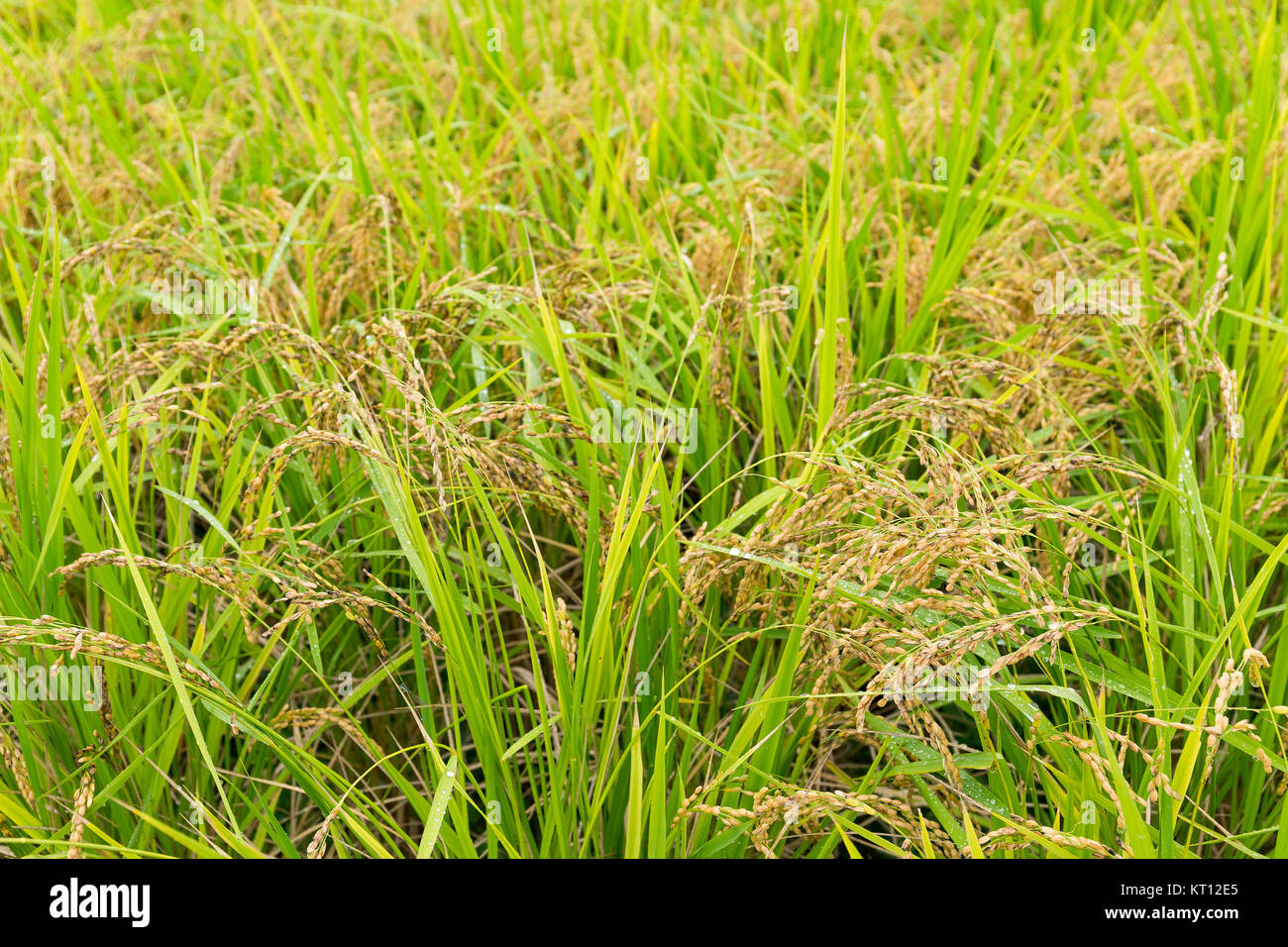 Greend Rice Field Green Rice field Stock Photo - Alamy