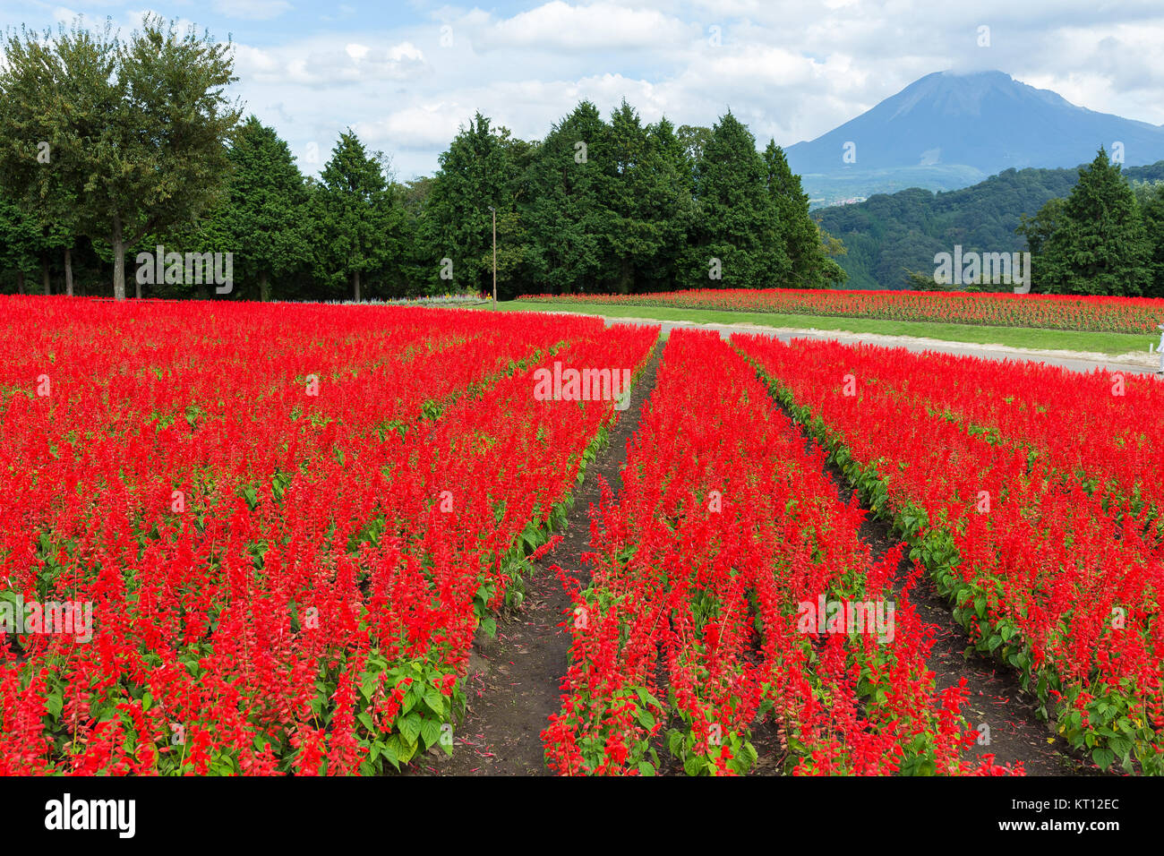 Salvia field Stock Photo