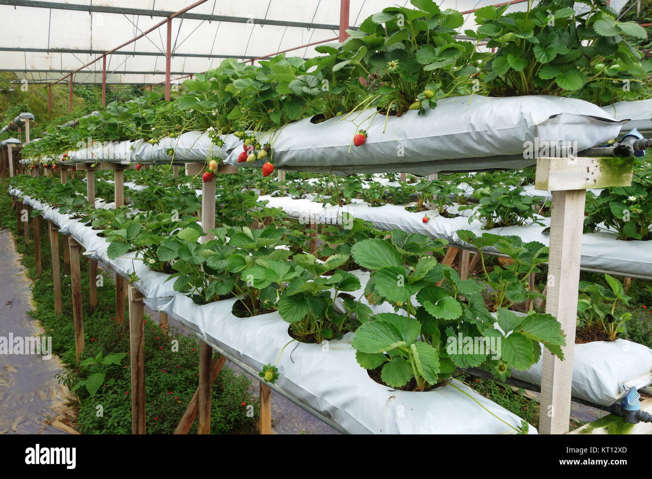 Fresh strawberries that are grown in greenhouses Stock Photo - Alamy