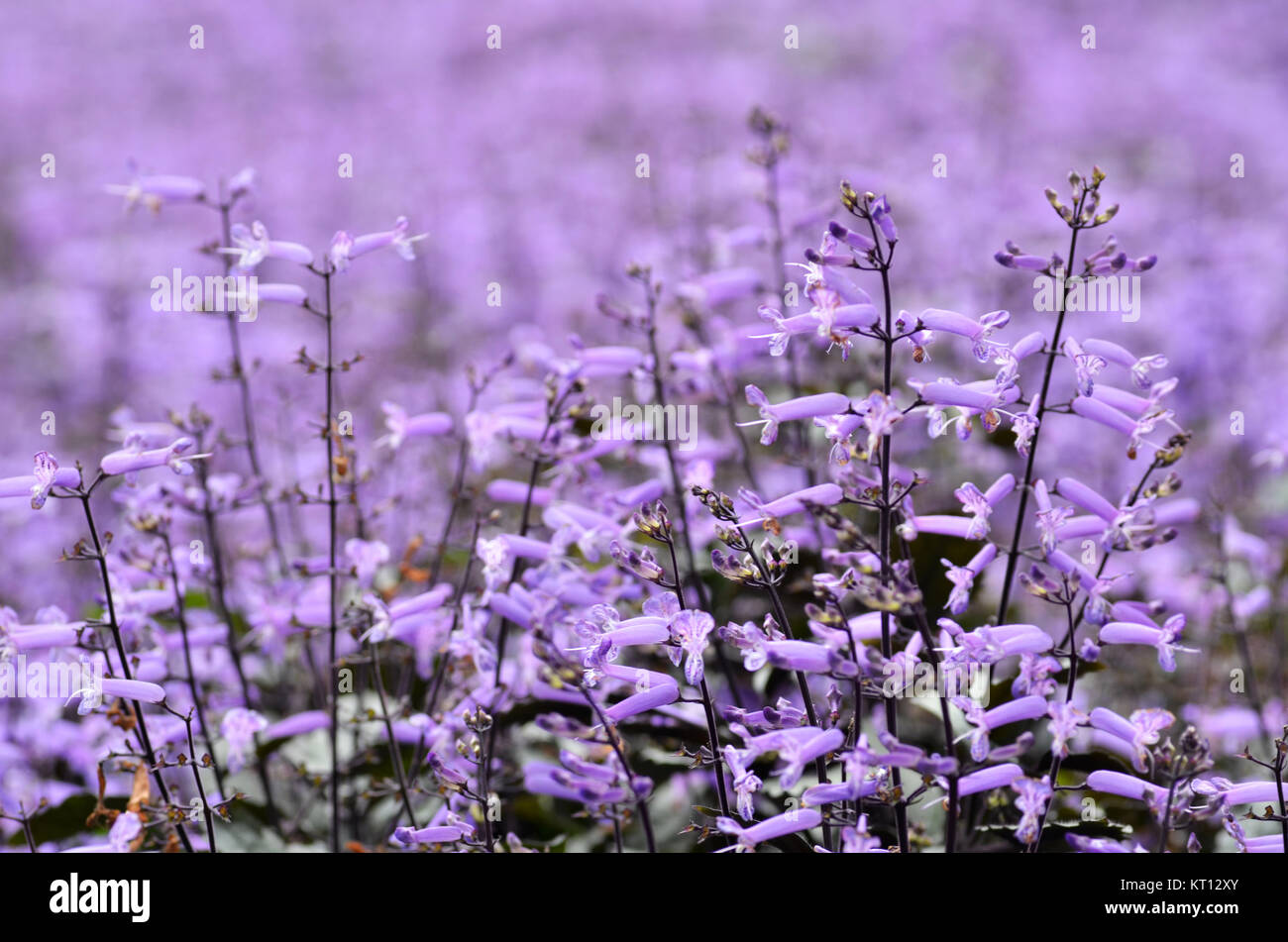 Plectranthus Mona Lavender flowers Stock Photo - Alamy