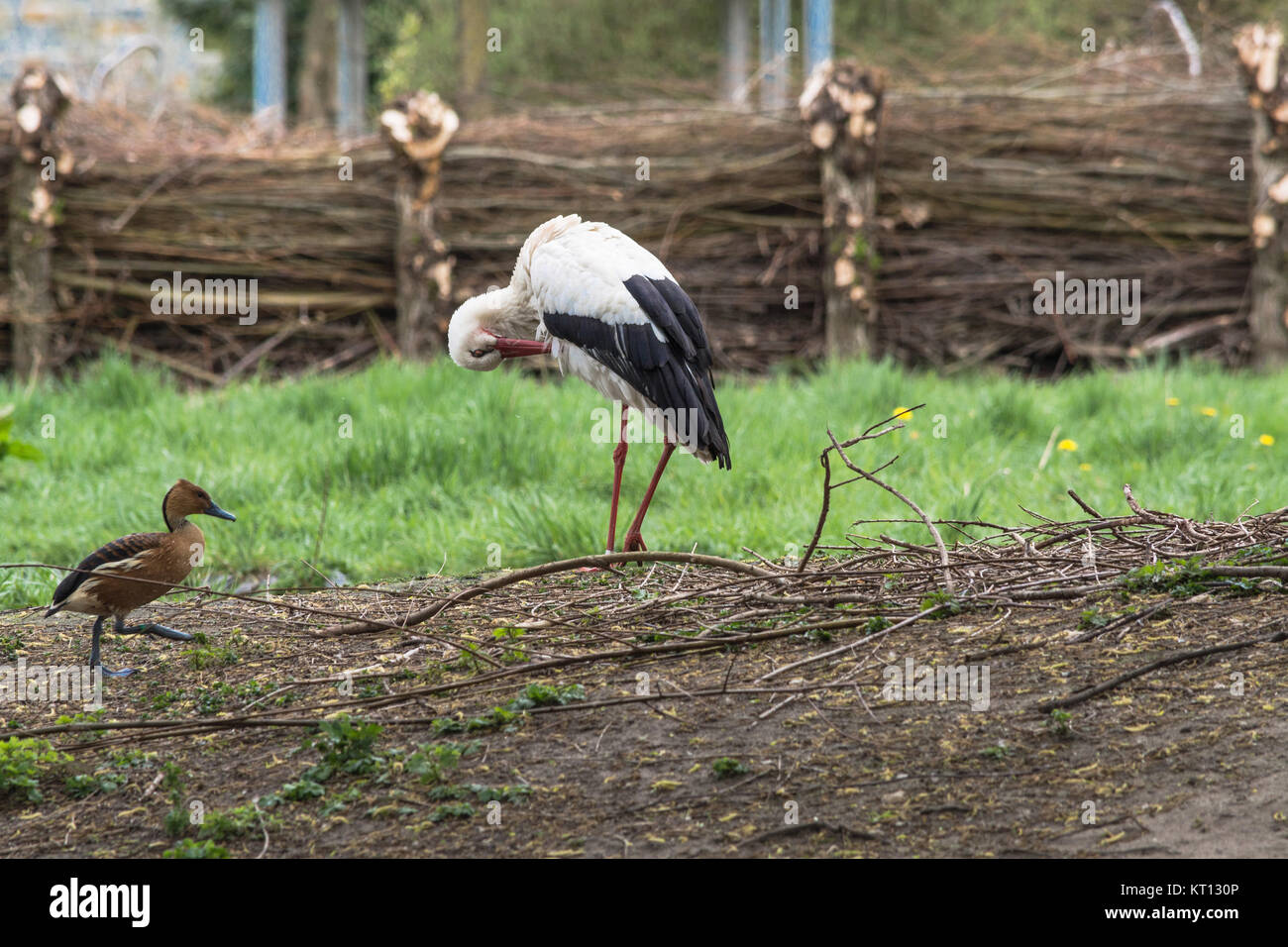 Erwachsener Storch in seinem natürlichen Lebensraum. Stock Photo