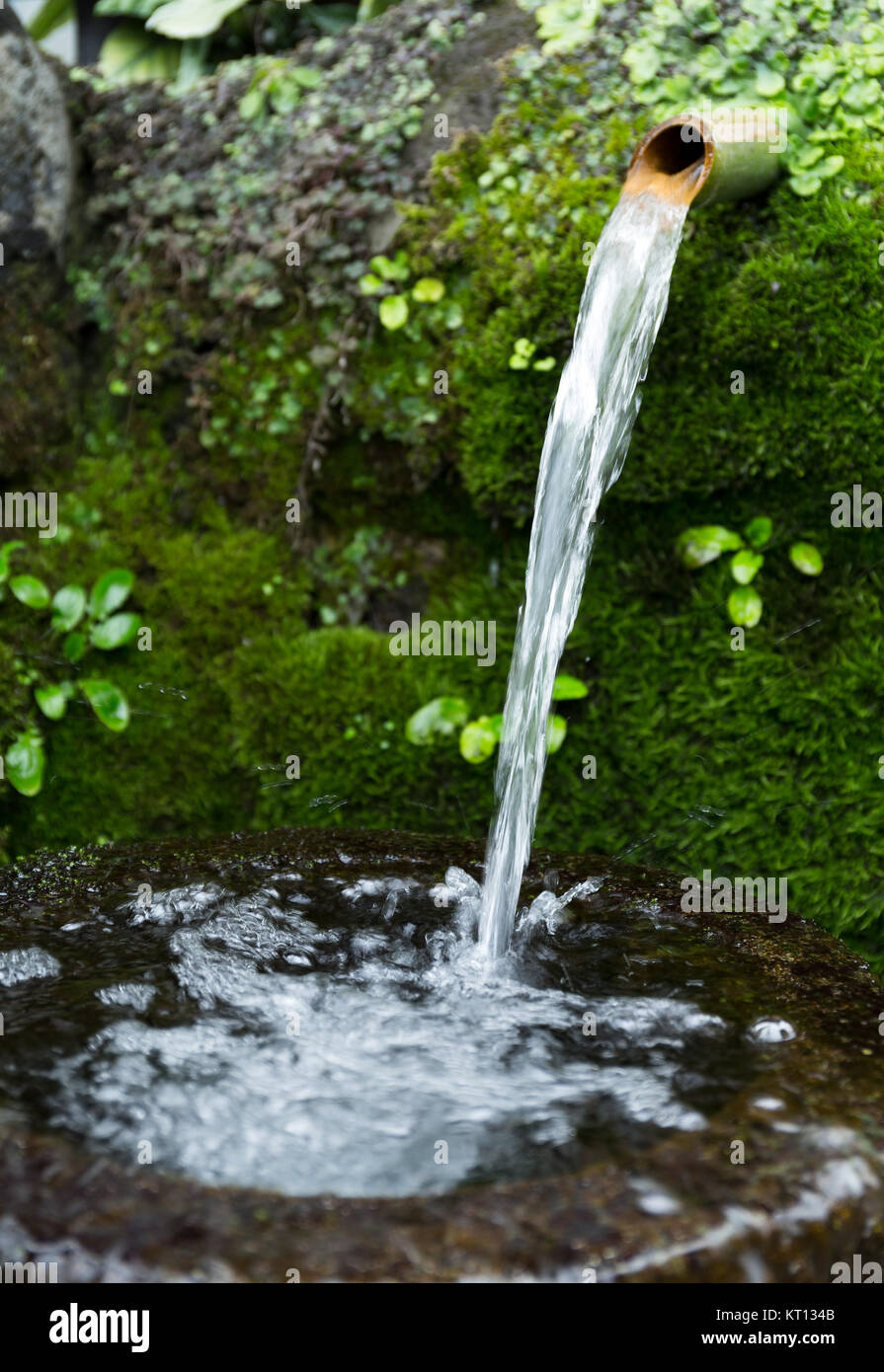 Japanese water bamboo Stock Photo Alamy